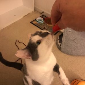 Meet your Posher, Monica